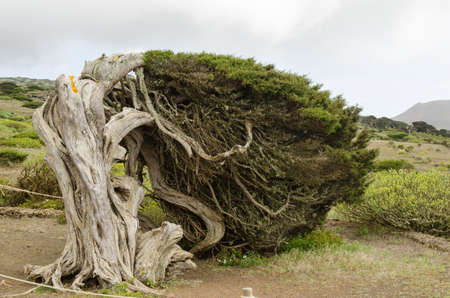 The wind juniper tree in La Dehesa, El Hierro, Canary island, Spain.の写真素材