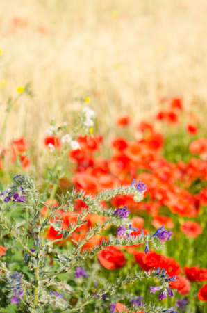 Color contrast: red poppy and yelow wheat, poppies in wheat field under the morning sun.の写真素材