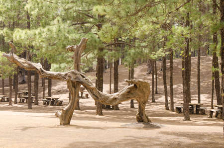 Picnic area in forest with table and benches. El HIerro, Canary island, Spain.
