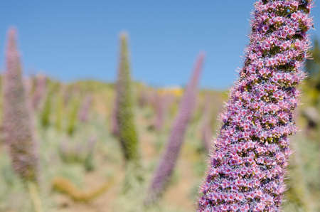 Echium wildpretii ssp trichosiphon plant also known as tower of jewels, pink bugloss or La Palma bugloss. The species is endemic to the island of La Palma, Canary islands, Spain.の写真素材