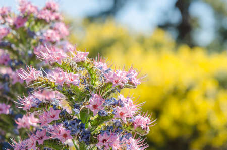 Echium wildpretii ssp trichosiphon plant also known as tower of jewels, pink bugloss or La Palma...