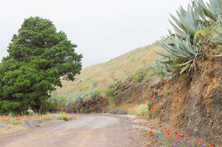 Native vegetation and wild flowers on a road, on a cloudy day, El Hierro, Canary islands, Spain.の写真素材