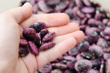 Background of scarlet runner beans on hands.