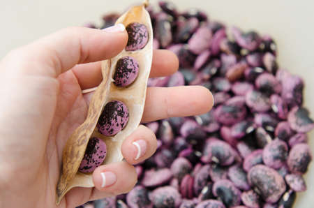 Background of scarlet runner beans on hands.の写真素材