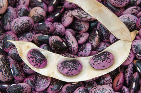 Background of scarlet runner beans.の写真素材