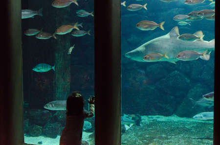 Little girl looking a tiger shark in Finisterrae Aquariumの写真素材
