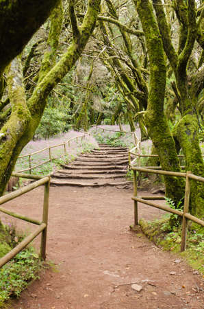 Beautiful evergreen forest in Garajonay national park on La Gomera island, Canary islands, Spain