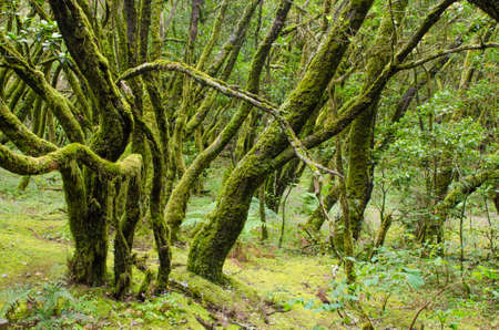 Beautiful evergreen forest in Garajonay national park on La Gomera island, Canary islands, Spain