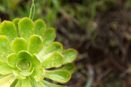 Aeonium, typical of the Canary Islands floor. Rosette with perfect symmetry. Covered with small raindropsの写真素材