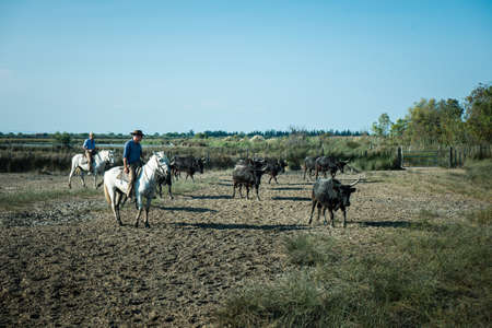 Aigues-Mortes, Camargue, Southern France, September 19, 2018. The Camargue Cowboys, riding on beautiful Camargue white horses herding black bulls. Show for tourists in Parc Regional de Camargue, France, on September 19, 2018.のeditorial素材