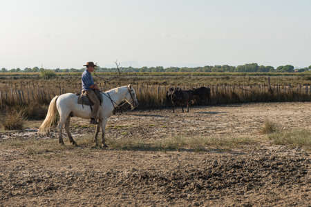 Aigues-Mortes, Camargue, Southern France, September 19, 2018. The Camargue Cowboys, riding on beautiful Camargue white horses herding black bulls. Show for tourists in Parc Regional de Camargue, France, on September 19, 2018.のeditorial素材