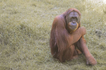 Orangutan Portrait. Portrait of the adult male of the adult orangutan. Sumatran orangutan is endemic to the north of Sumatra and is critically endangered.の写真素材