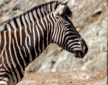 ZEBRA HEAD