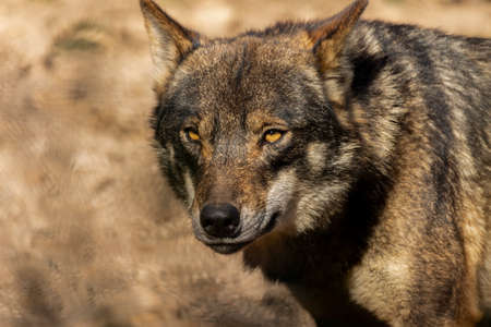 wolf's head staringの写真素材