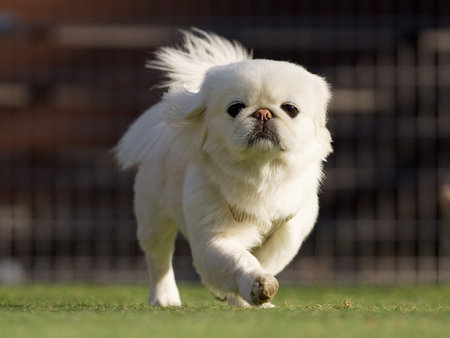 Pekingese dog running on the grass in a sunny day.の写真素材