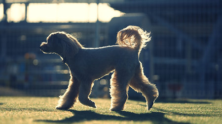 Miniature poodle dog standing on the grass in sunset light.