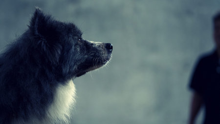 Cute dog looking at camera in front of his owner on grey backgroundの写真素材