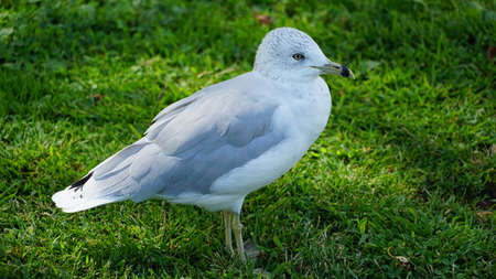 Seagull Close up at a Park