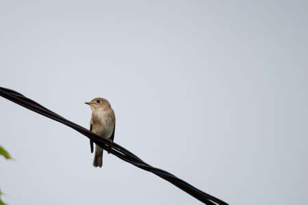 Small bird on a black electric wireの写真素材