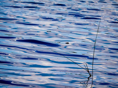 Water at lake with long grass.の写真素材