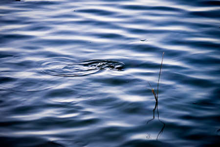 Water, grass and waveの写真素材