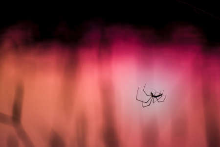 Spider walk on it's invisible web beside the lake.