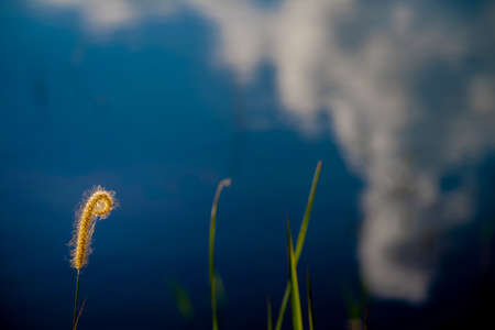 Mission grass with lake as a background.の写真素材