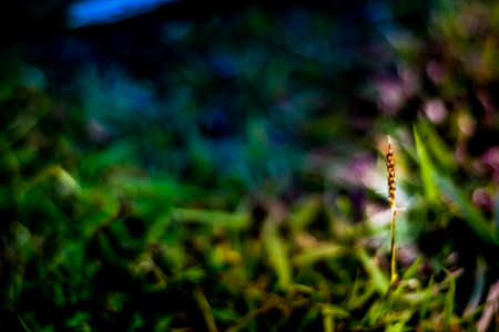 Grass's flowering head in a messy grass environmentの写真素材