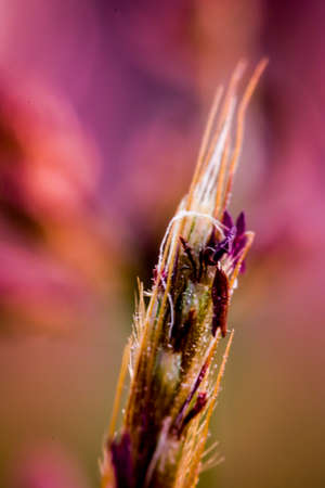 Closeup grass's flowering headの写真素材