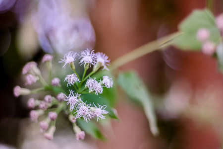 Bitter bush's flowerの写真素材