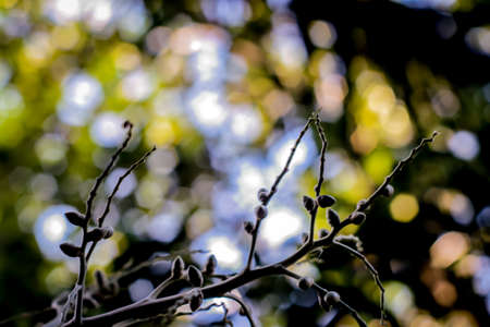 Adonidia (Manila palm)の写真素材