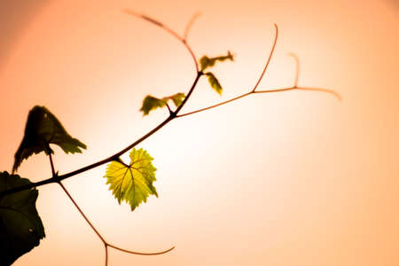 Leaf art with skyの写真素材