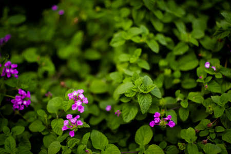 Plant with small colorful flowerの写真素材