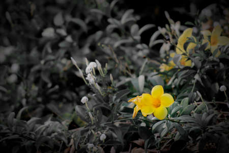 Golden trumpet with messy backgroundの写真素材