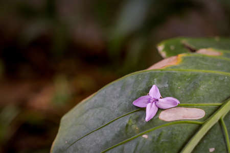 Flower fallen on a big leafの写真素材