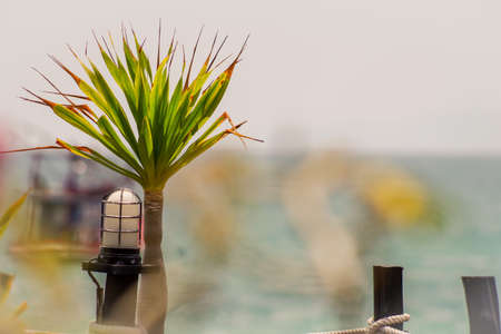 Spiky hair plantの写真素材