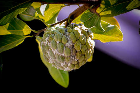 Sugar apple with lots of Mealybugs