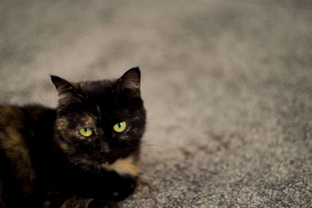 Dark cat looking at stupid cameraman (me)の写真素材