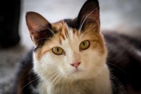 Cat looking at cameraの写真素材