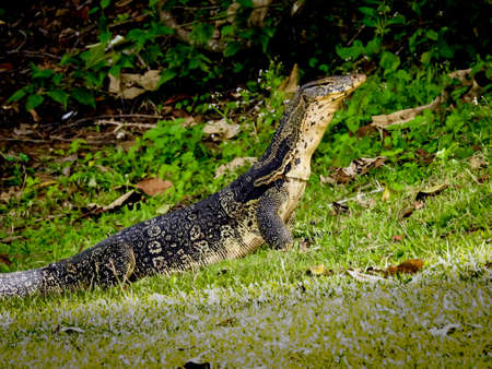Monitor lizard doing it's thing