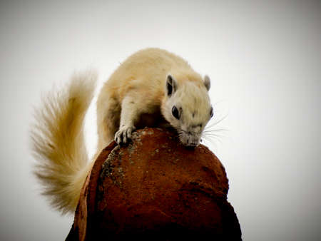 Squirrel on top of the roof
