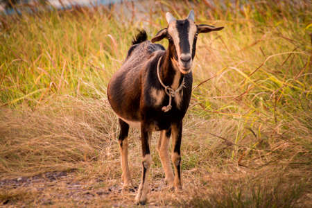 Goat eating grassの写真素材
