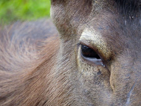 Deer's eyeの写真素材