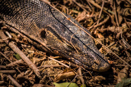 Dead Monitor lizard (Head)