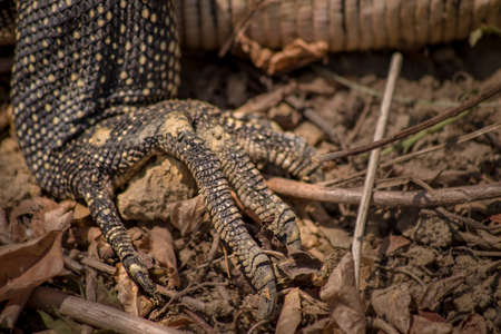Dead Monitor lizard (Claw)の写真素材