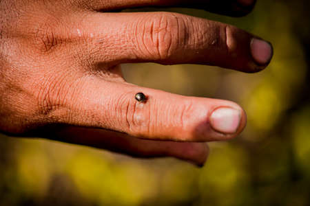 Small bug walking on it's new giantの写真素材