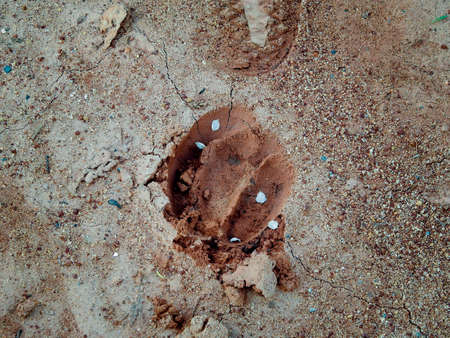 Sambar deer's foot print on the groundの写真素材