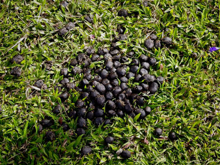 Sambar deer's feces on the grassの写真素材