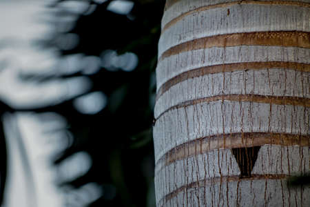 Strange upside down triangle on a bark of a palm treeの写真素材
