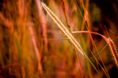 Beautiful mission grass with grasses as backgroundの写真素材